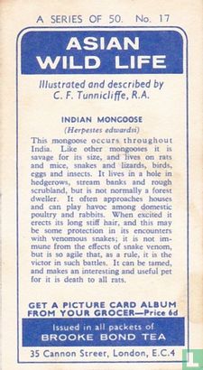 Indian Mongoose - Image 2