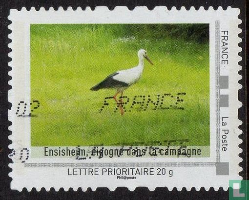Ensisheim, stork