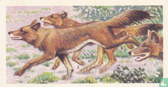 Indian Wild Dog or Dhole - Afbeelding 1