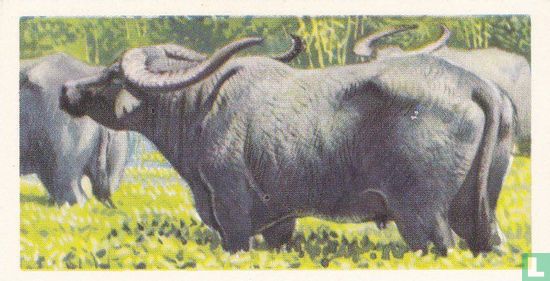 Indian Buffalo - Image 1