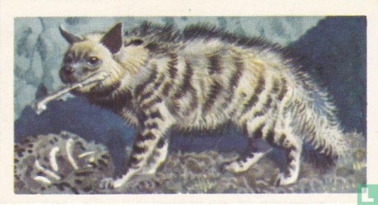 Striped Hyena - Afbeelding 1