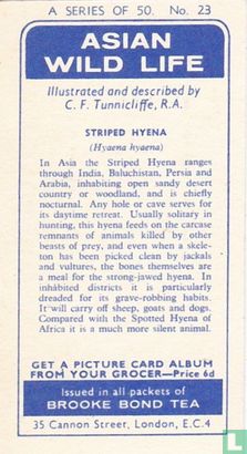 Striped Hyena - Afbeelding 2