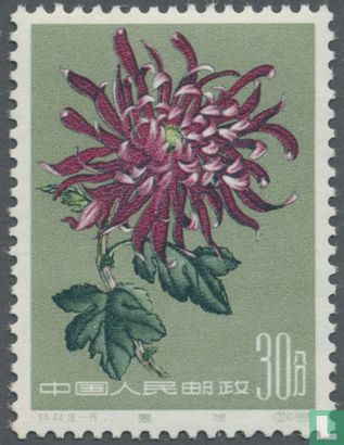 Chrysanthemums - Image 2