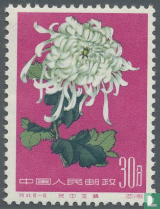Chrysanthemen - Bild 2