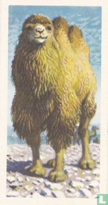 Bactrian Camel - Image 1