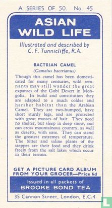 Bactrian Camel - Image 2