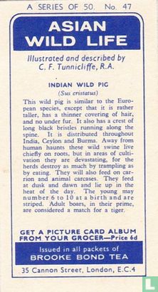 Indian Wild Pig - Image 2