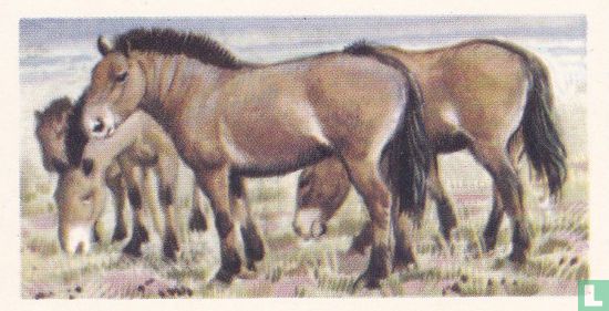 Mongolian Wild Horse - Image 1