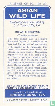 Indian Chevrotain - Image 2