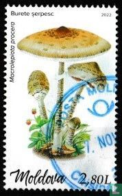 Large parasol mushroom