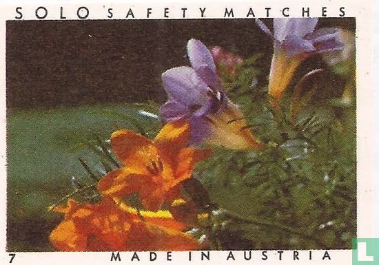 SOLO safety matches