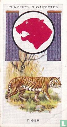 Tiger - Bild 1