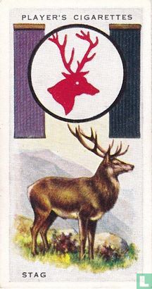 Stag - Afbeelding 1