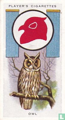 Owl - Image 1
