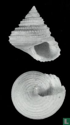 Calliostoma margaritissimum