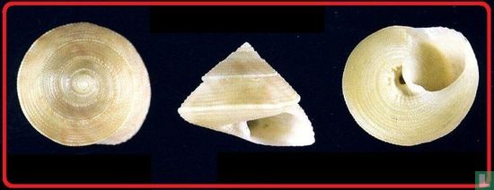Calliostoma mariae