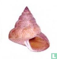 Calliostoma levibasis