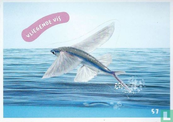 Vliegende vis - Image 1