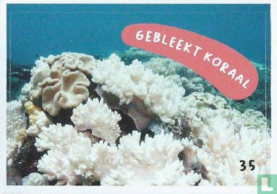 Gebleekt koraal - Image 1