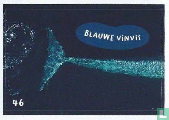 Blauwe vinvis - Image 1
