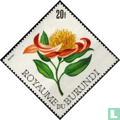 Protea argyrea