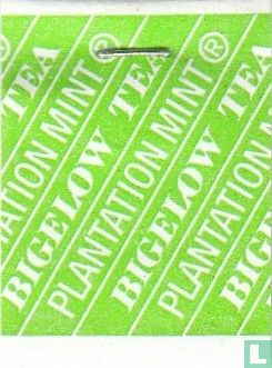 Plantation Mint [r] - Afbeelding 3