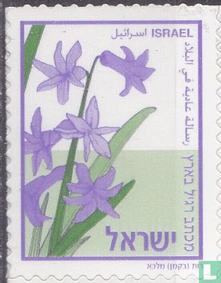 Hyacinth  