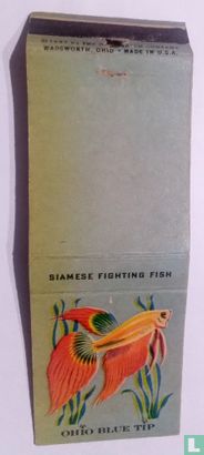 Siamese fishting fish