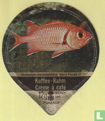Weissaum-Soldatenfisch