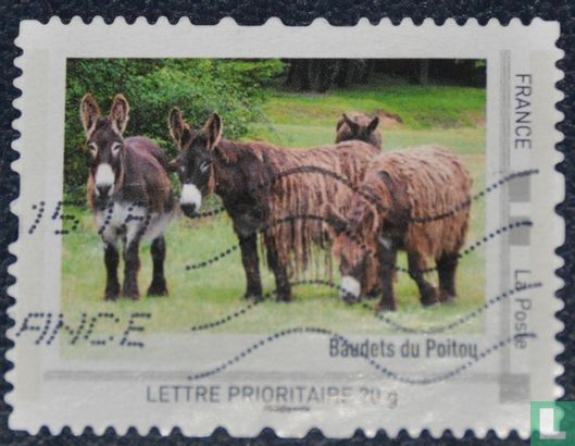 Donkeys of Poitou