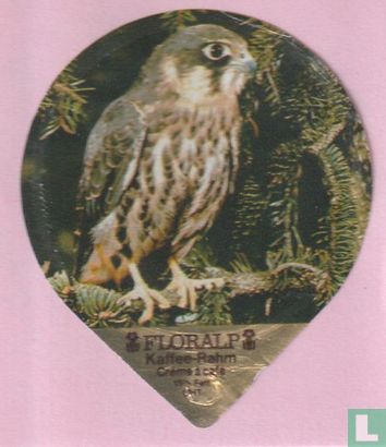 Baumfalke