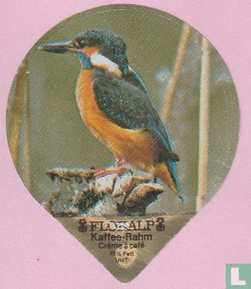Eisvogel