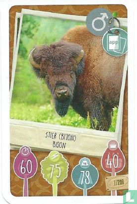 Stier (Bizon) / Bison - Afbeelding 1