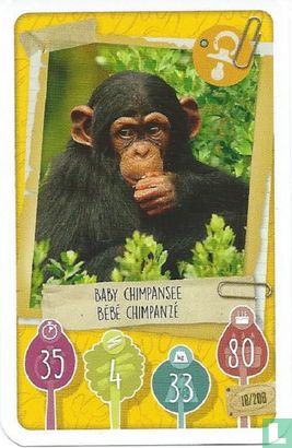 Baby Chimpansee / Bébé Chimpanzé - Afbeelding 1