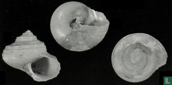 Calliostoma polysarkon