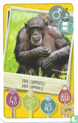 Papa Chimpansee / Papa Chimpanzé - Image 1
