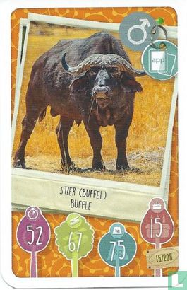 Stier (Buffel) / Buffle - Afbeelding 1