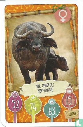 Koe (Buffel) / Bufflonne - Afbeelding 1