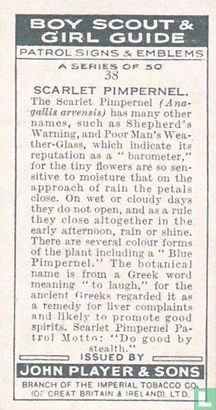 Scarlet Pimpernel - Image 2