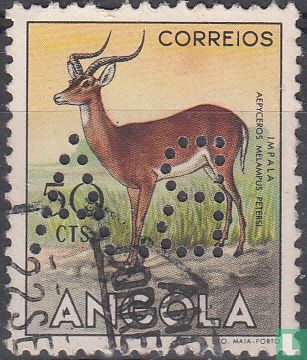 Antilope - Image 1