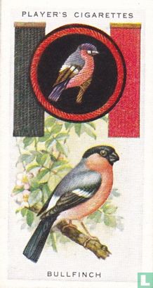 Bullfinch - Afbeelding 1