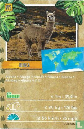 Alpaca - Afbeelding 1