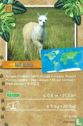 Bébé Alpaga - Afbeelding 1