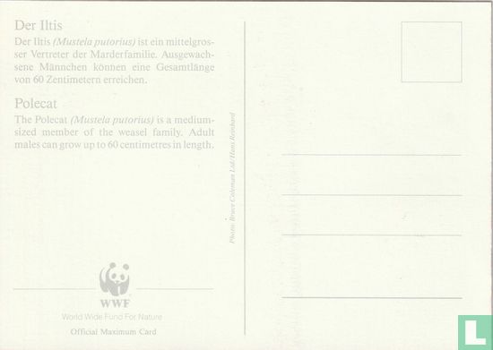 Small fauna - Image 2