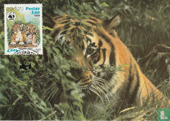 Tigers - Image 1