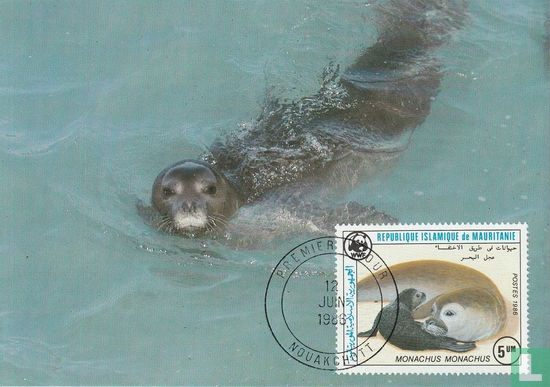 Monk seal - Image 1