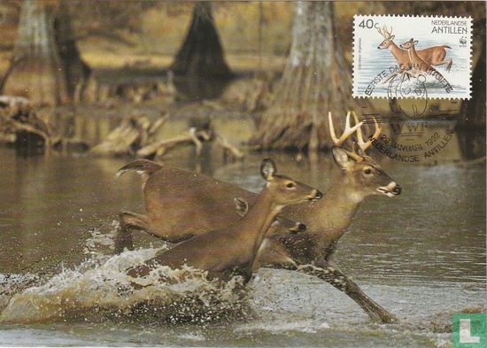 Cerf de Virginie - Image 1