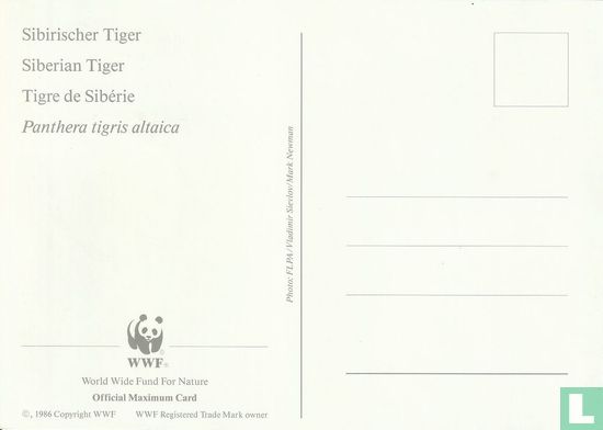 Sibirischer Tiger - Bild 2