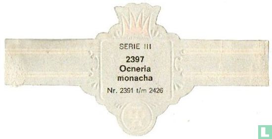 Ocneria monacha - Afbeelding 2