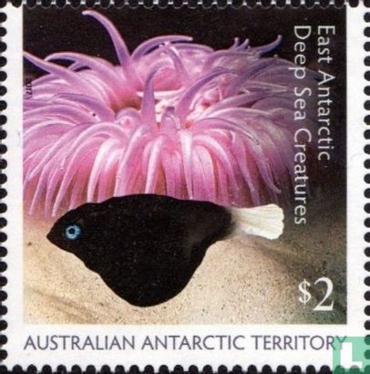 East Antarctic Deep Sea Animals